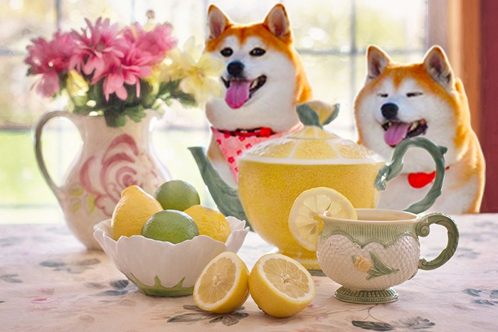 柴犬ムクとモコ　お茶会　ティータイム　レモンティー　